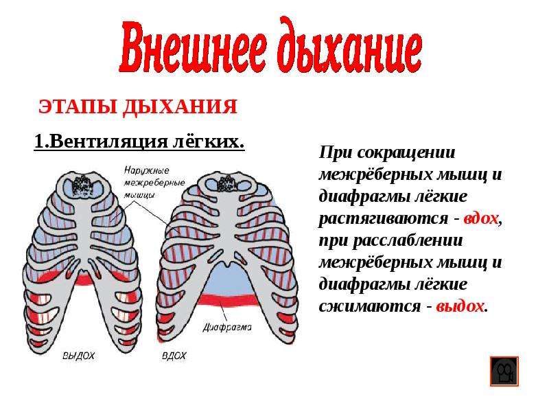 Во время вдоха межреберные мышцы и диафрагма. Наружные межреберные мышцы при вдохе и выдохе. Наружные межреберные мышцы при выдохе. Легкие сжимаются при вдохе. Диафрагма при вдохе и выдохе.