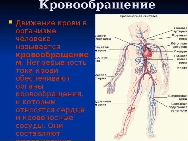 Система кровообращения человека состоит. Кровеносная система человека. Кровеносная система человека схема. Строение кровеносной системы. Органы кровообращения сосуды.