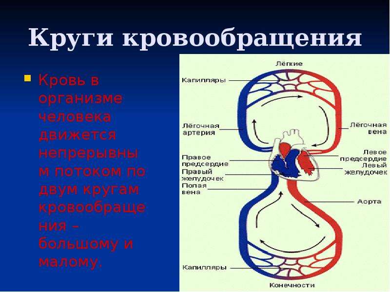 Презентация на тему круги кровообращения - 86 фото