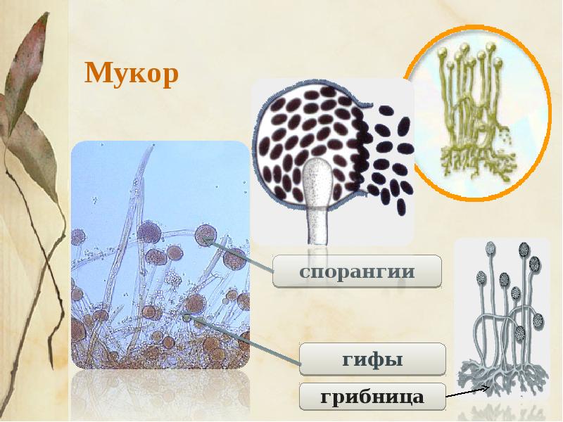 Рисунок мукор под микроскопом