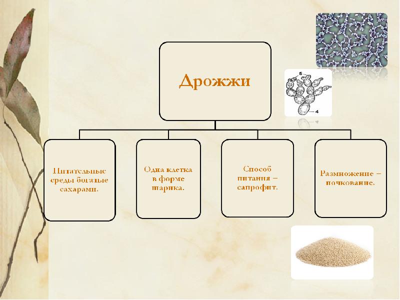 Проект про дрожжи