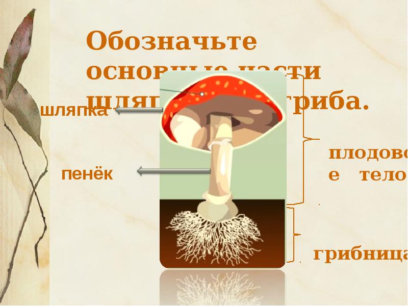 Главной частью шляпочного гриба является