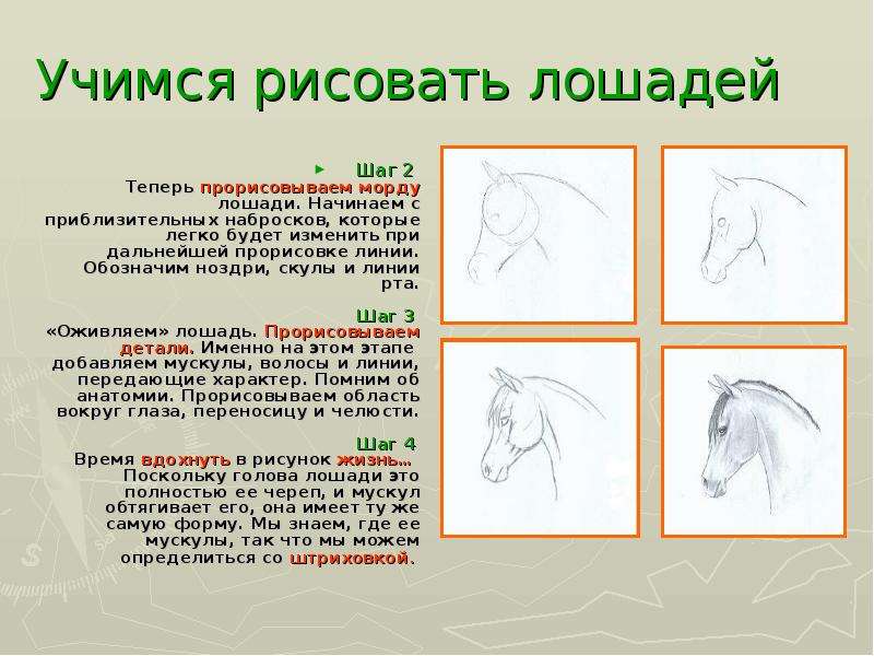 Рисовать синоним. Учимся рисовать морду лошади. Голова лошади этапы. Лошадь рисунок для презентации. Шаг лошади.