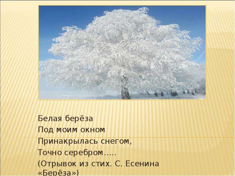 Стих под окном. Есенин береза 1913. Есенин береза. Принакрылась снегом точно серебром. Белая береза Принакрылась снегом.