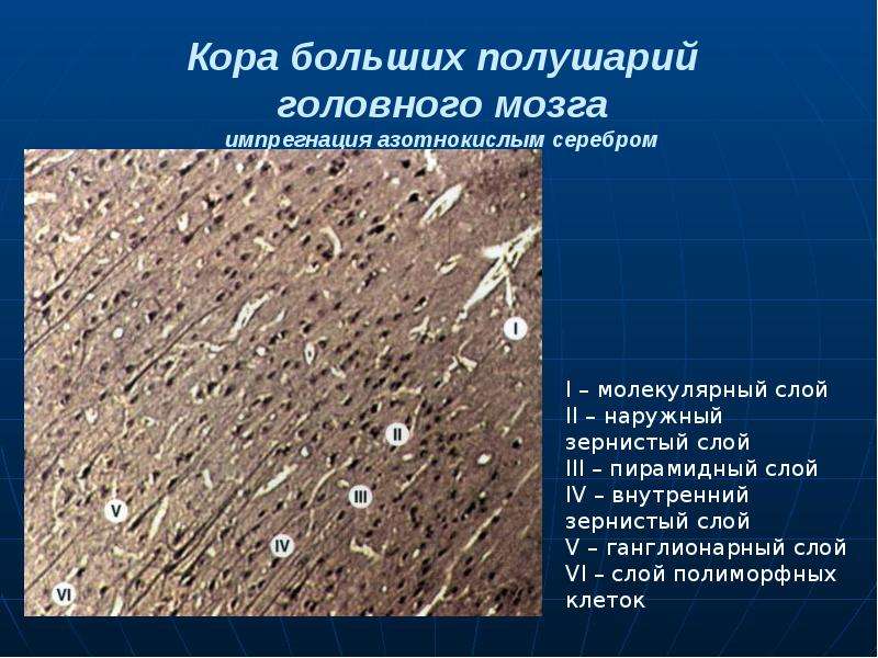 Кора больших полушарий головного мозга рисунок гистология