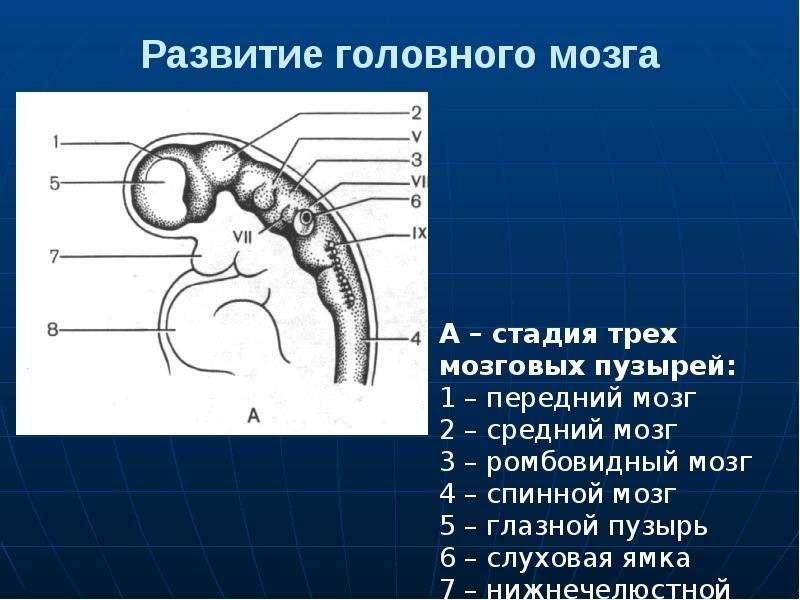 А б мозговой. Развитие головного мозга. Мозговые пузыри у эмбриона. Источник развития головного мозга. Стадия трех мозговых пузырей схема.