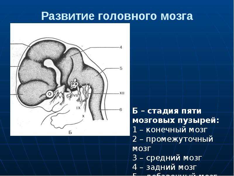 Развитие головного. Средний мозговой пузырь. Мозжечок мозговой пузырь. Из среднего мозгового пузыря развивается. Стадия 5 мозговых пузырей препарат.