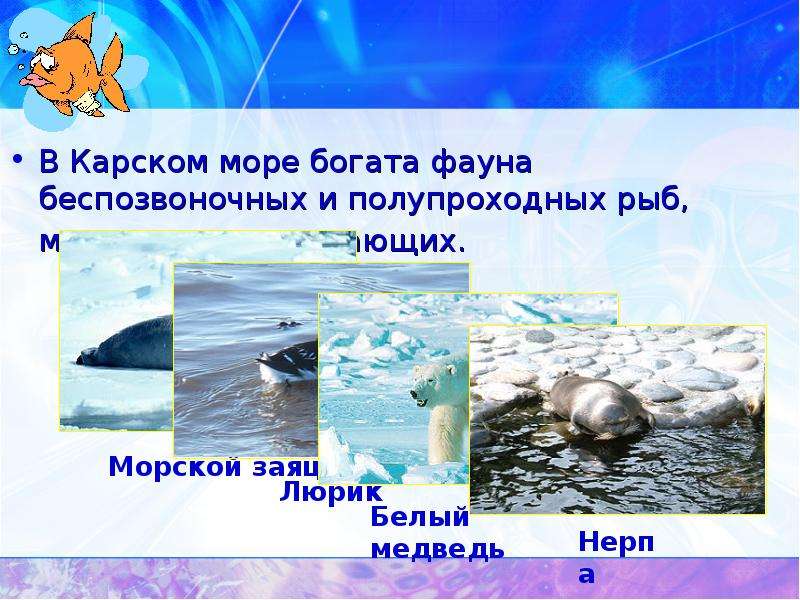 План описания моря карское море