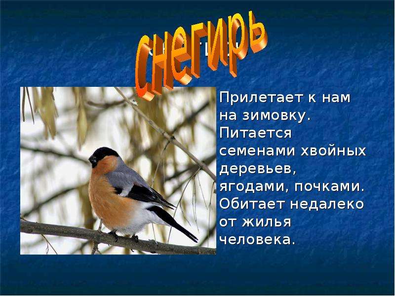 Птицы питающиеся семенами хвойных деревьев