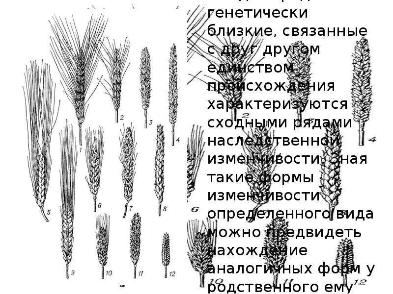 Презентация закон гомологических рядов наследственной изменчивости 10 класс