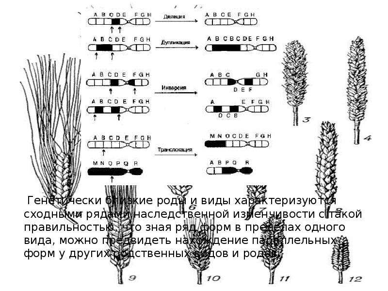 Закон вавилова о гомологических рядах наследственной изменчивости презентация