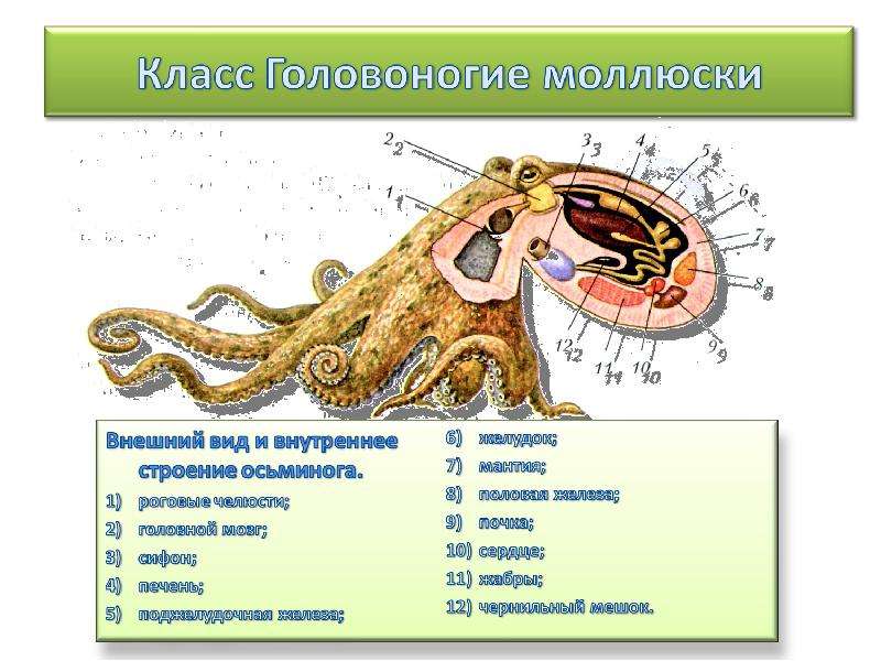 Строение осьминога картинки