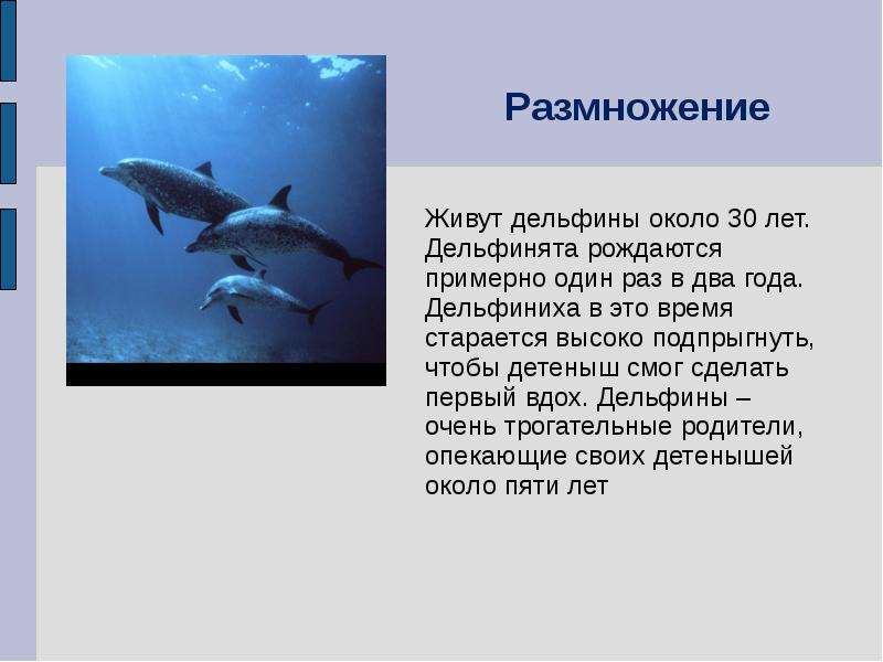 Дельфины люди моря проект 2 класс окружающий мир