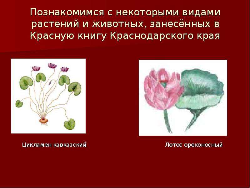 Красная книга краснодарского края презентация кубановедение 1 класс