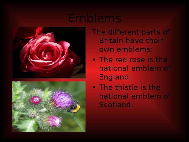 Red Rose is the National Emblem of England.. National Emblem of England. What is the National Emblem of Scotland?. The Thistle is the National Emblem of Scotland.