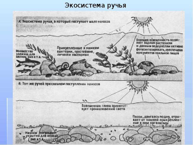 Структура экосистемы презентация биология 8 класс