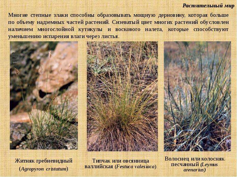 Растения степи картинки с названиями