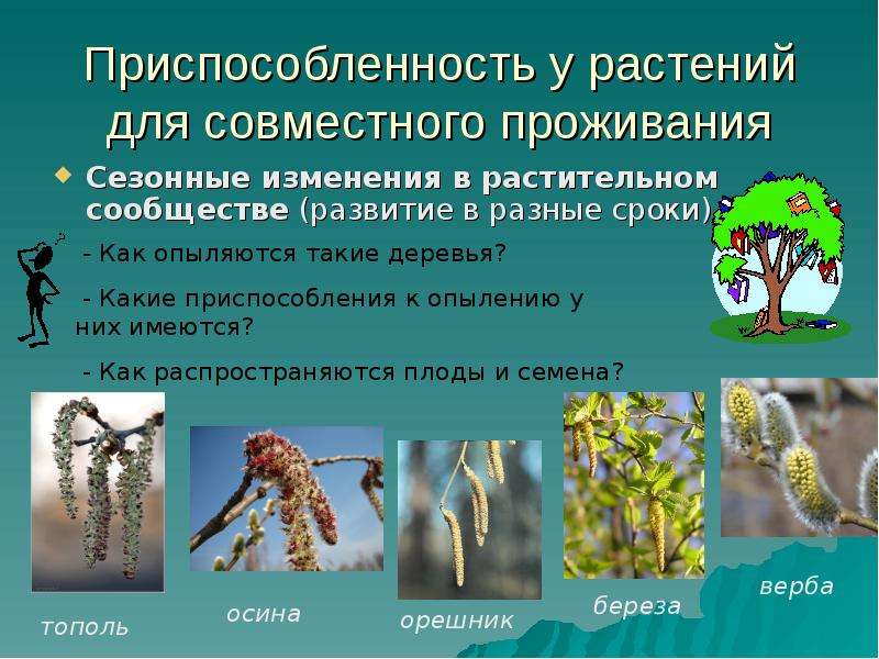 Приспособленность у растений для совместного проживания Сезонные изменения в растительном сообществе