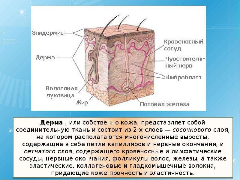 Электронная кожа презентация