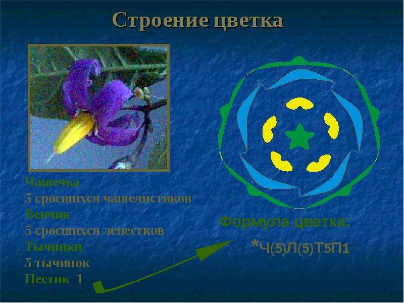 Пасленовые 6 класс презентация