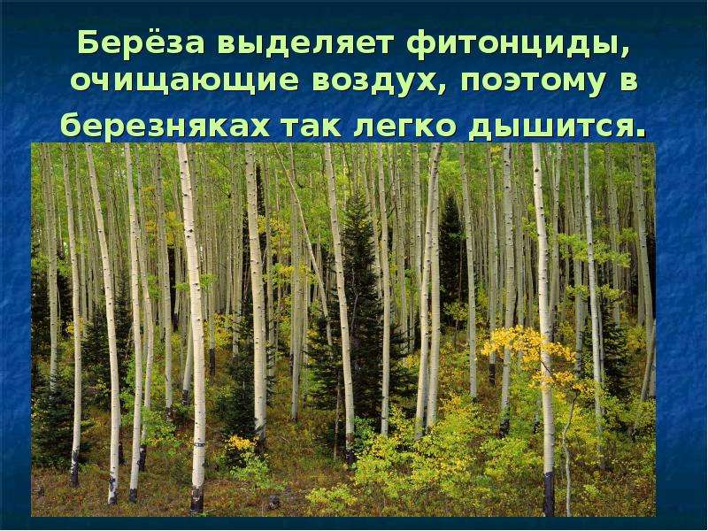 История слова воздух. Фитонциды березы. Фитонциды тополях. Тополь очищает воздух.