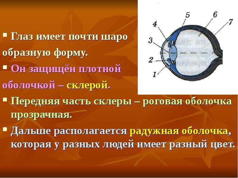 Очки презентация физика 8 класс