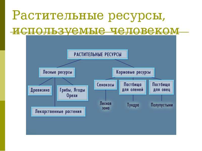 Используемые ресурсы. Растительные ресурсы. Растительные природные ресурсы. Классификация растительных ресурсов. Растительные ресурсы схема.