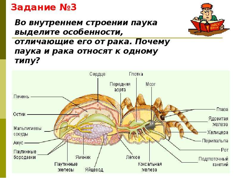 Многообразие паукообразных и их значение в природе и жизни человека план презентации