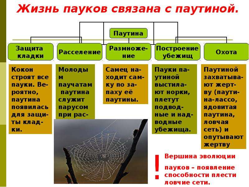 Многообразие паукообразных и их значение в природе и жизни человека план презентации