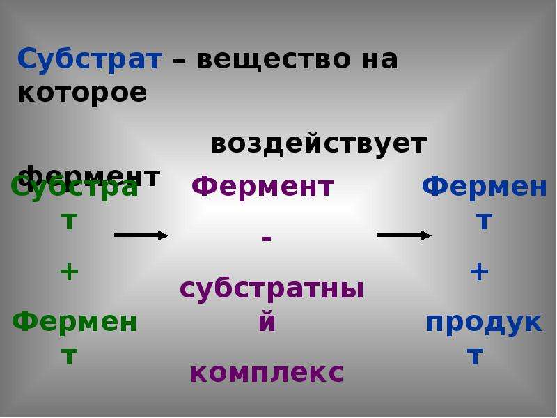 Презентация по теме ферменты