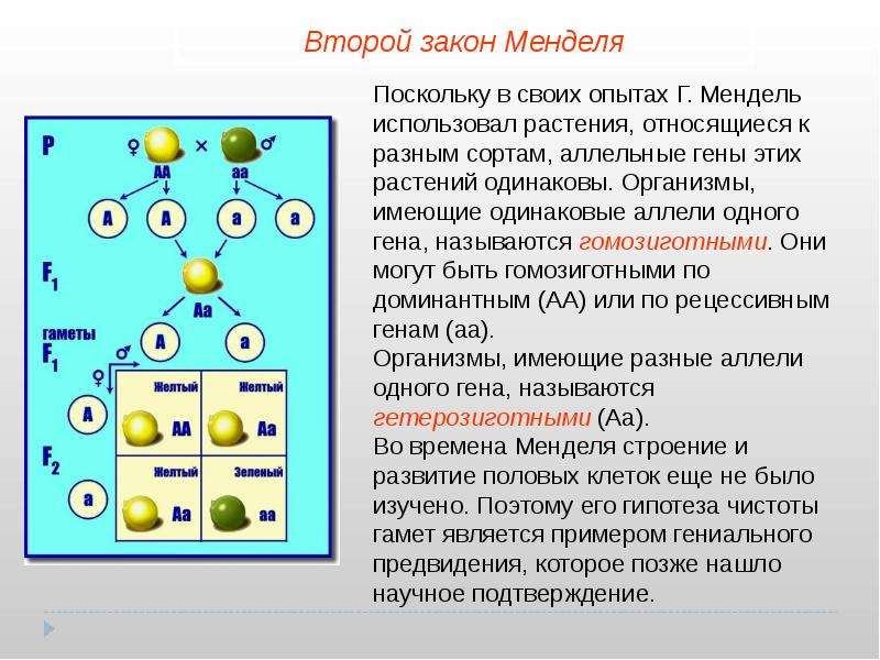 Первый закон менделя презентация 9 класс