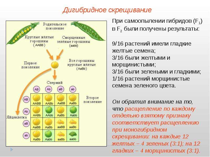 Дигибридное скрещивание схема