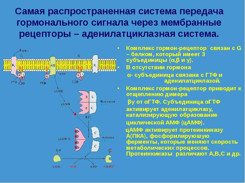 Наиболее распространенный путь. Аденилатциклазная система передачи сигнала. Механизм внутриклеточного механизма передачи гормонального сигнала. Схема действия гормонов через ЦАМФ. Аденилатциклазный механизм действия гормонов.