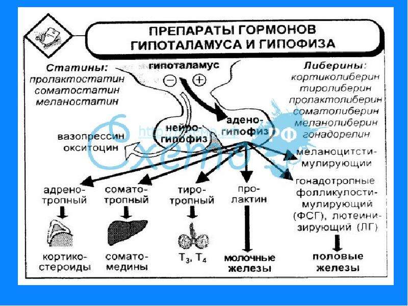 Виды гормонов схема