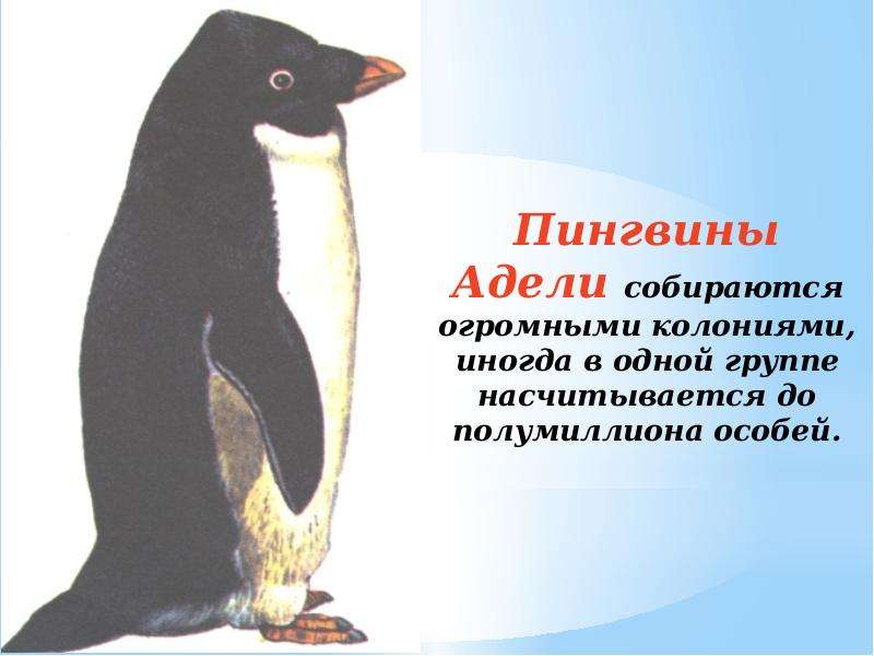 Пингвины Адели презентация. Пингвины Адели информация. Сообщение про пингвинов Адели. Пингвин Адели описание.