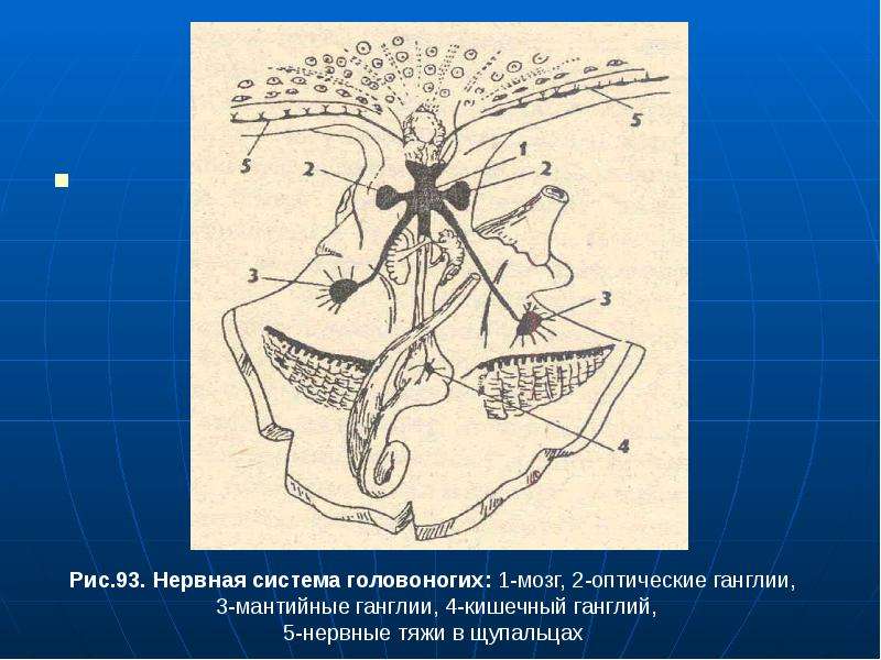 Нервная система головоногих. Нервная система головоногих моллюсков. Нервная система головоногих моллюсков схема. Пищеварительная система головоногих схема. Ганглии головоногих моллюсков.