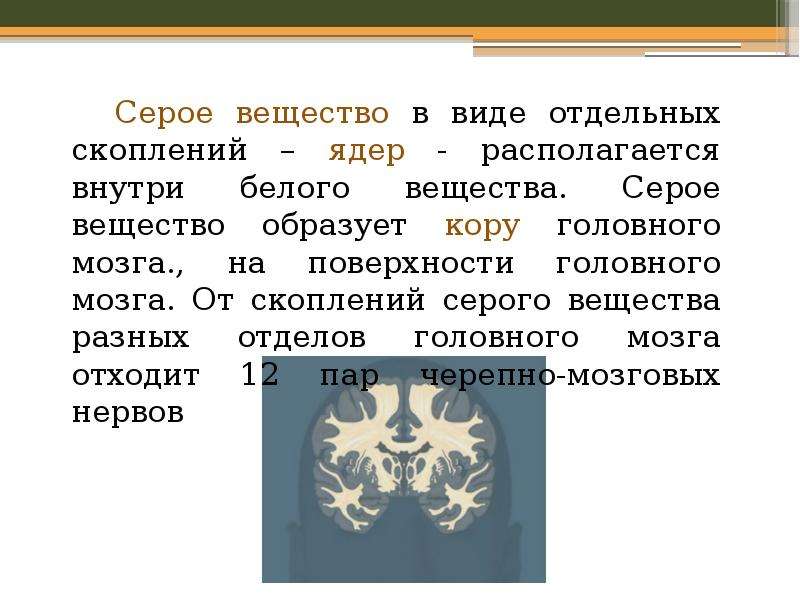 Вещество головного. Серое вещество головного мозга образовано. Серое вещество мозга образовано. Серое вещество располагается в виде коры. Серое вещество мозга образовано скоплением.