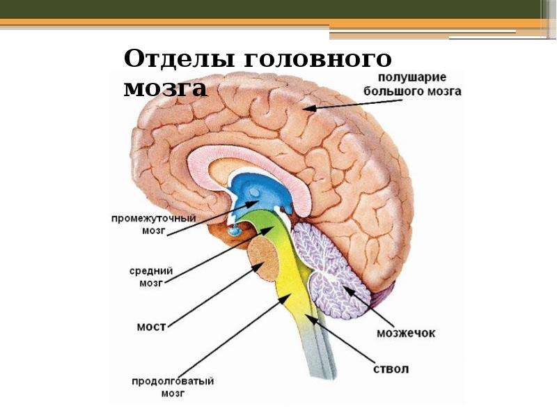 Строение головного мозга презентация строение и функции