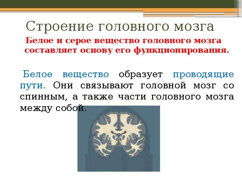 Белое вещество. Серое и белое вещество головного мозга. Серое и белое вещество. Белое и серое вещество головного мозга функции и строение. Серое вещество головного.