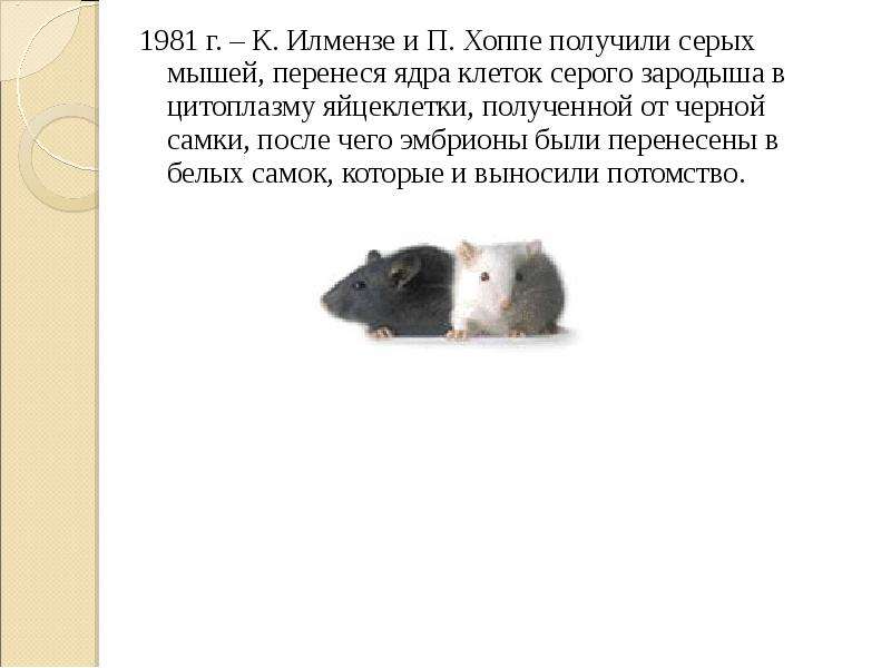 Секреты серой мыши читать. Клонирование мышей. Три серых серых мышки читать.