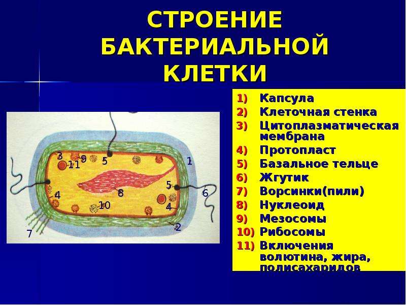 Презентация строение бактерий