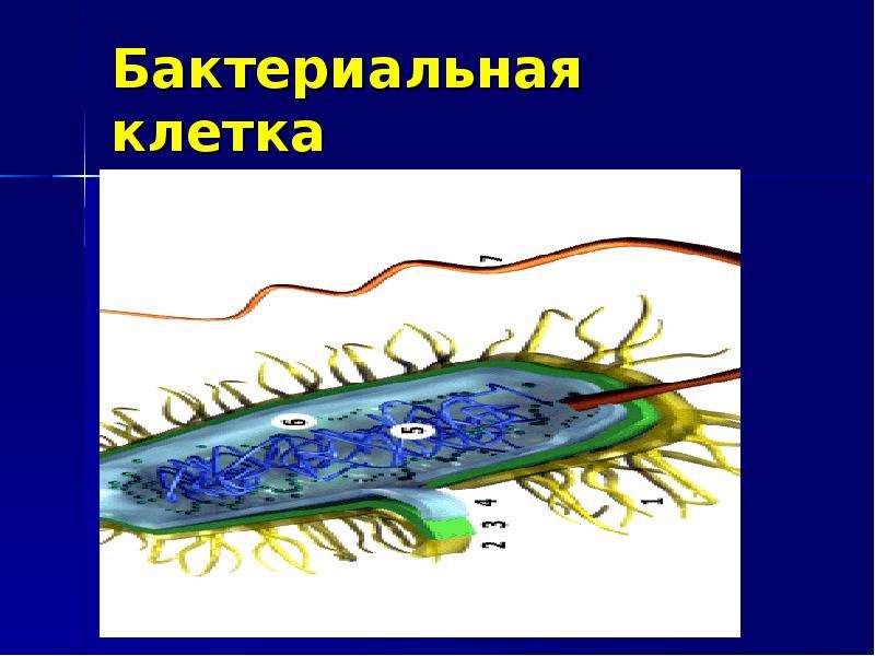 Макет бактерии по биологии. Макет бактериальной клетки по биологии. Макет клетки бактерии. Модель клетки бактерии. Бактериальная клетка поделка.