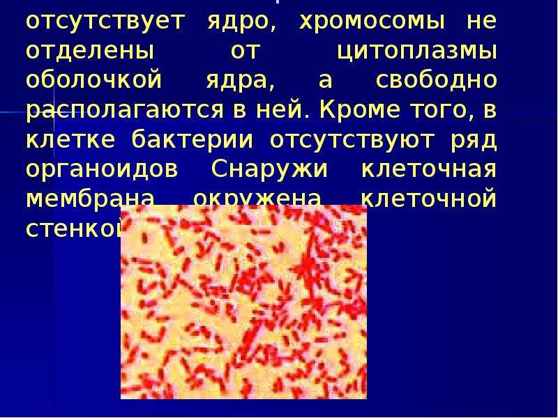 Морфология бактерий презентация