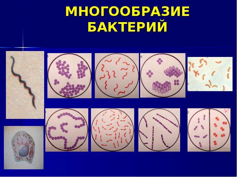 Морфология и систематика микроорганизмов презентация