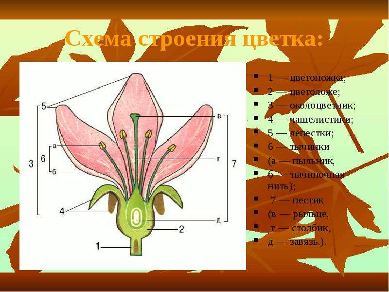 Схема строения цветков