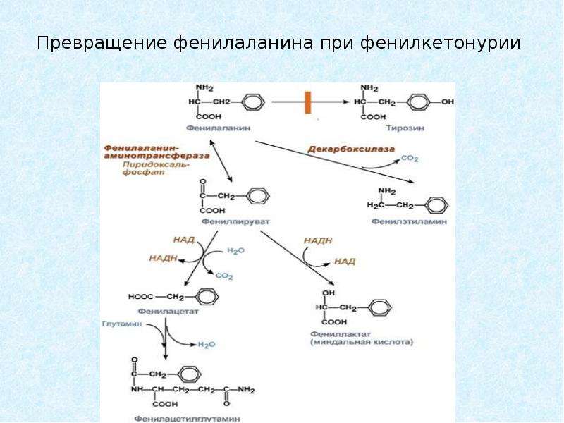 Фенилаланин биохимия. Фенилкетонурия биохимия. Тирозин фенилаланин фенилкетонурия. Превращение фенилаланина в тирозин при фенилкетонурии. Фенилкетонурия схема биохимия.