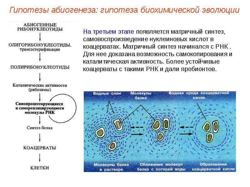 Презентация на тему гипотеза биохимической эволюции