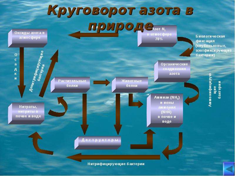 Азот в природе. Круговорот n в природе. Круговорот нитратов в природе. Соединения азота в природе. Цикла азота в природных Водах..