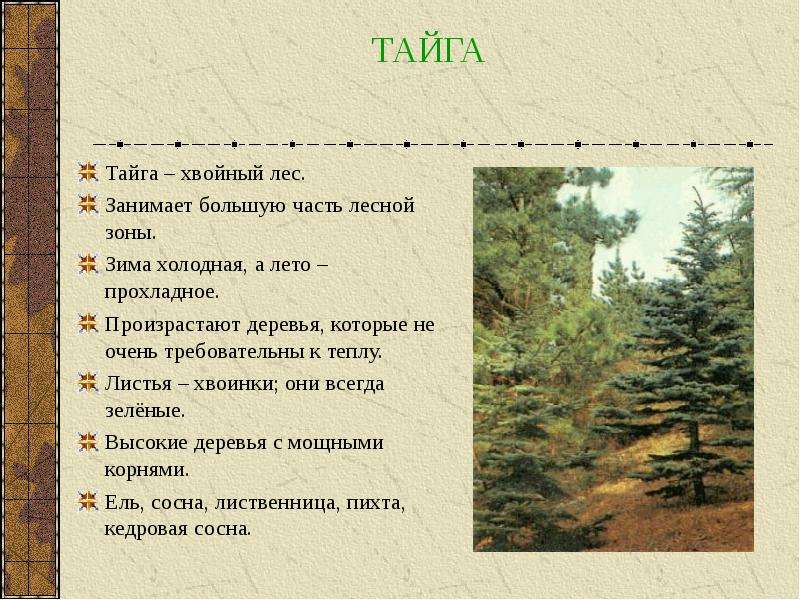 План изучения тайги окружающий мир 4 класс