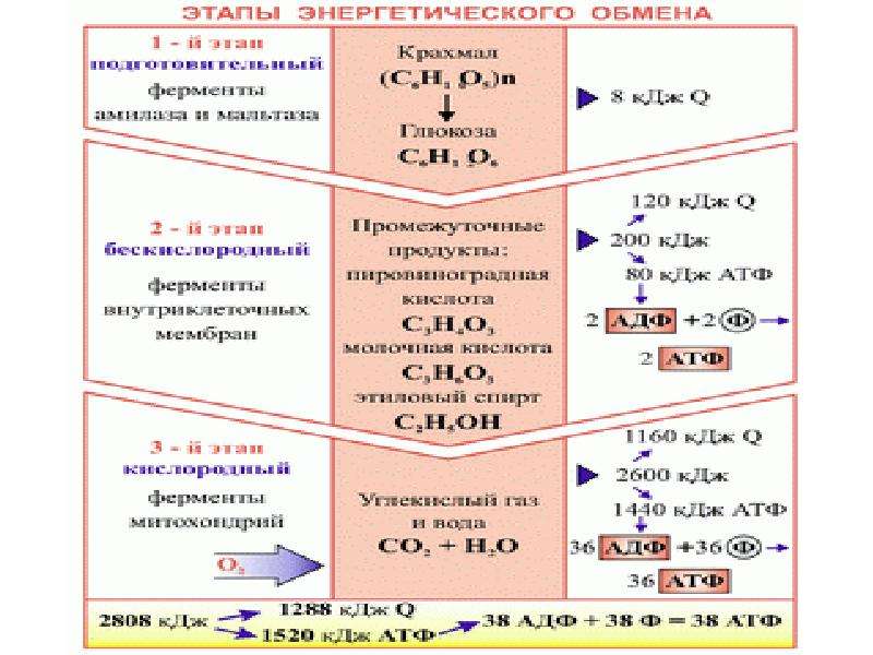 Энергетический обмен фото